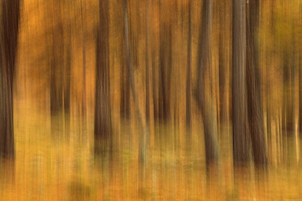 Photos d'art abstraites en couleur : "Souffle d'automne dans la forêt de mélèzes" Photo abtstraites de mélèzes dans un bois de la Vallée de la Clarée dans les Hautes-Alpes en France.