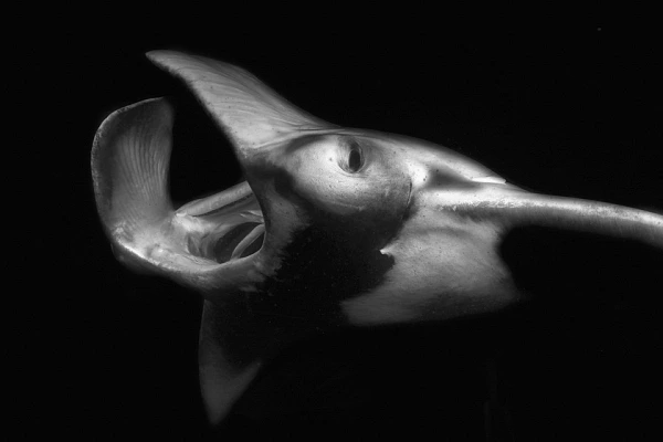 Apply a Method to Find Inspiration in Photography For this collection of art photographs dedicated to the underwater world, I have spent years in different regions of the world.
