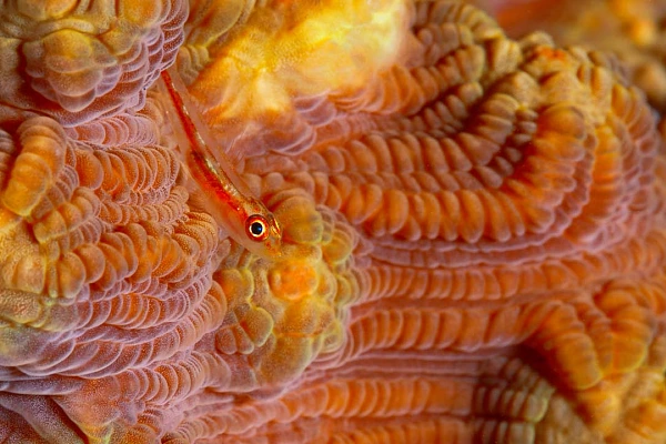 Portfolio de photos sous-marines en couleur Portfolio sous-marin en couleur de Amar Guillen, photographe.