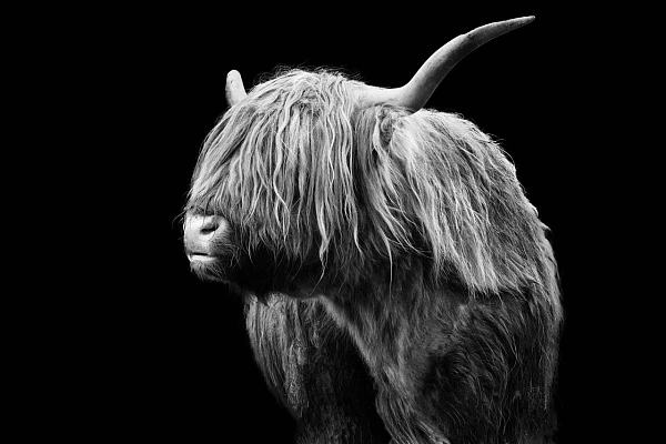 The Elements of a Photographic Story Portrait in black and white of a highland cow also known as hairy coo in Scotland.