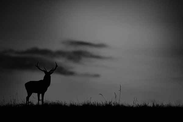 Why and How: Creating a Purposeful Photo Silhouette of a red deer stag during the rut of the deer. Photo created for an exhibition. Photograph by Amar Guillen, photographer artist.