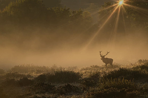 Personal Qualities You Should have For Creating Photos The rut of the deer in Charente-Maritime is an exceptional moment in our life as photographers. It's a moment of intense introspection.