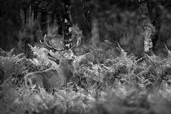 A Good Photographer Has an Identifiable Photographic Approach Photograph in black and white of a red deer stag in a forest with ferns in France.