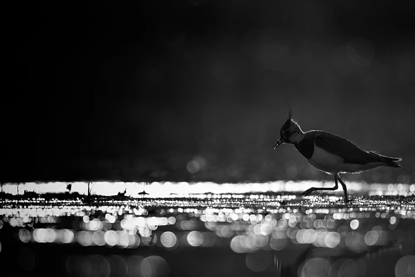 To Create Interesting Photos, Master the Photographic Writing A northern lapwing in backlight on a pond in La Dombes in France. Photograph in black and white by Amar Guillen.