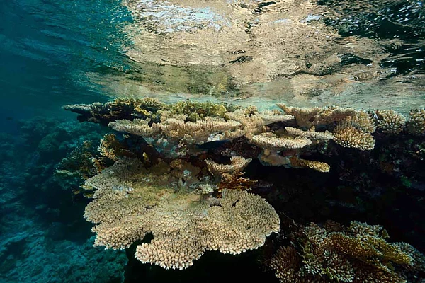 To Create your Photos in a Methodical Way Think of the Message To create this photograph, we dove several times to capture the ideal reflection of this coral reef.