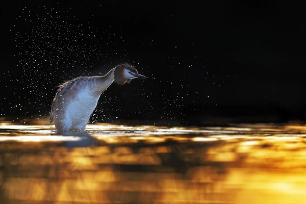 Stage de photo animalière en affûts flottants en Dombes le 9 mai 2026 Grèbe huppé s'ébrouant à la surface d'un étang de la Dombes.