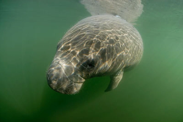 Florida. United States of America. Crystal River. Manatees Manatees in Florida, United States. Photographs by Amar Guillen.