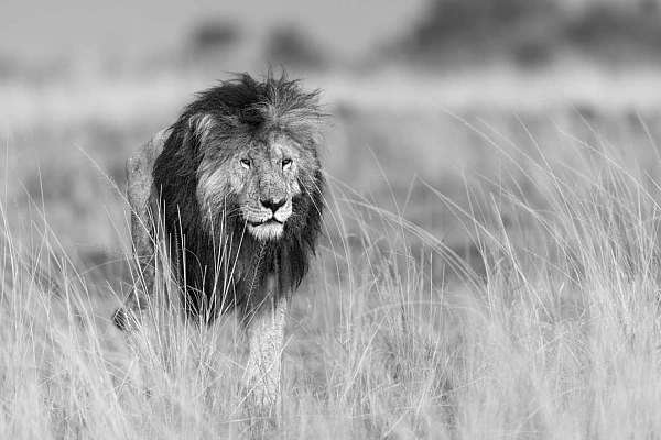 6 Tips for Increasing Your Confidence in Your Photos Lion in black and white walking in the savannah. Photograph by Amar Guillen, photographer artist.