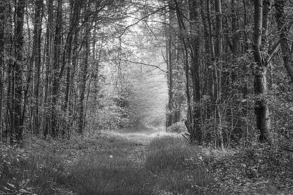 Photos d'art de paysages en noir et blanc : "Les sentiers silencieux de la Dombes" Sentier cheminant à travers un sous-bois de la dombes non loin d'un étang. Photographie d'art en noir et blanc par Amar Guillen, artiste photographe.