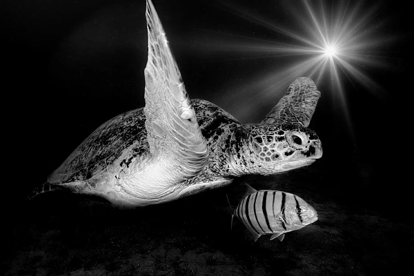 Portfolio de photos sous-marines en noir et blanc Portfolio sous-marin en noir et blanc de Amar Guillen, photographe.