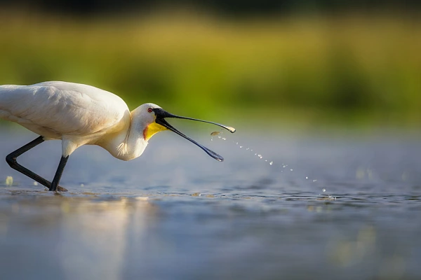 In Photography, the Term "Punctum" Refers to a Detail that Captures your Attention In this photo of a spoonbill walking in a pond in Dombes, the punctum is the small fish about to be caught in its beak. The studium is conveyed by the gradients of greens and blues, creating the ambiance of a beautiful sunny day.