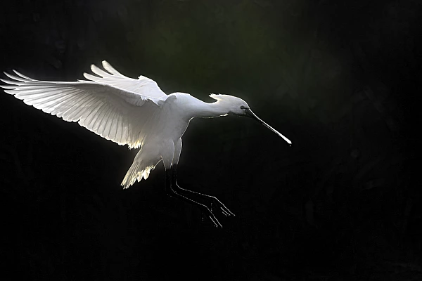 Stage de photo animalière en affûts flottants en Dombes le 6 juin 2026 Une spatule blanche volant au dessus d'un étange de la Dombes.