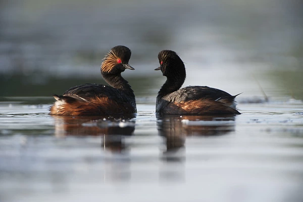 Stage de photo animalière en affûts flottants en Dombes le 23 mai 2026 2 grèbes à cou noir sur un étang de la Dombes.