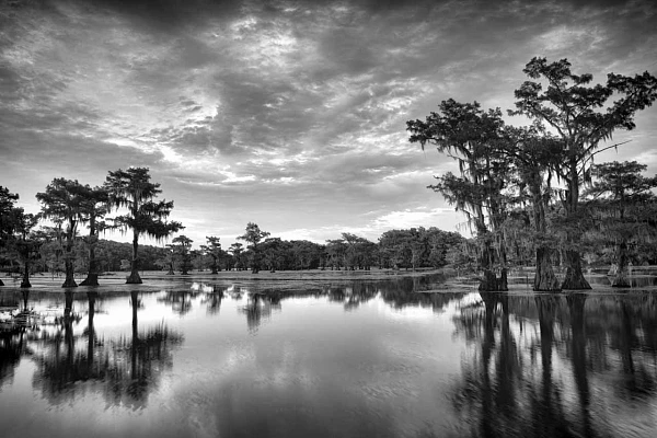 Why It Takes Time to Create an Art Photograph Landscape of Caddo Lake in Texas. Bald Cypress growing in the lake.