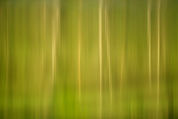Why the Camera is Secondary When  Creating an Artistic Photograph This photograph of trees is part of the artistic collection 'Illusions'. It could have been taken with any camera.