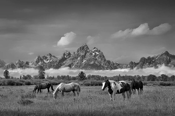 Use a Slideshow to Tell a Story with your Photos Mustangs in a meadow near Grand Teton in the national park in Wyoming.