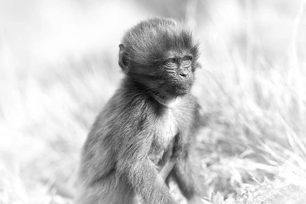 One of the Goals of your Fine Art Photos Is to Translate your Emotions The subject of this artistic photograph of a young gelada is not essential. The consequences of the interpretation of this photo is the ultimate goal of this creation.